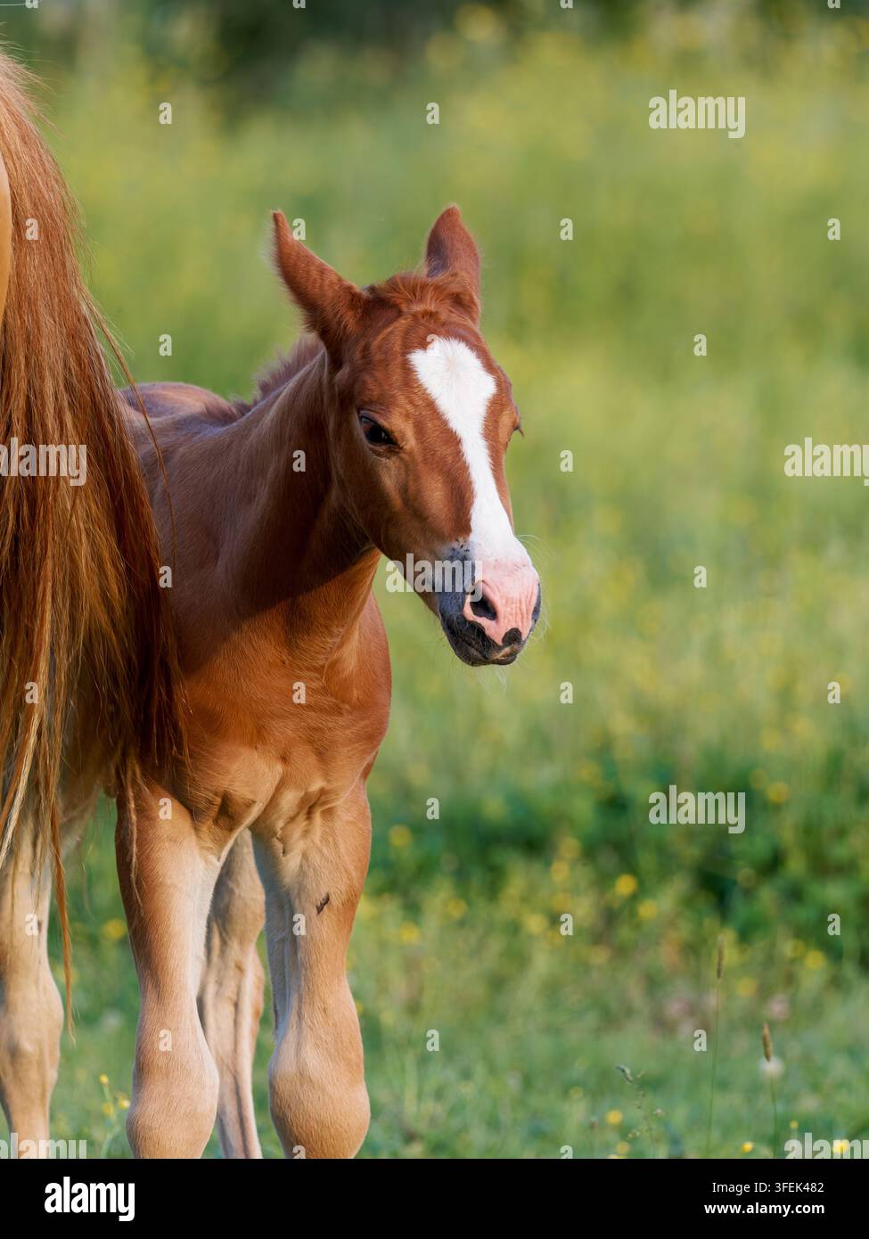 Ein Fohlen steht nahe bei seiner Mutterstute auf einer grünen Wiese in Rosnay. Stockfoto