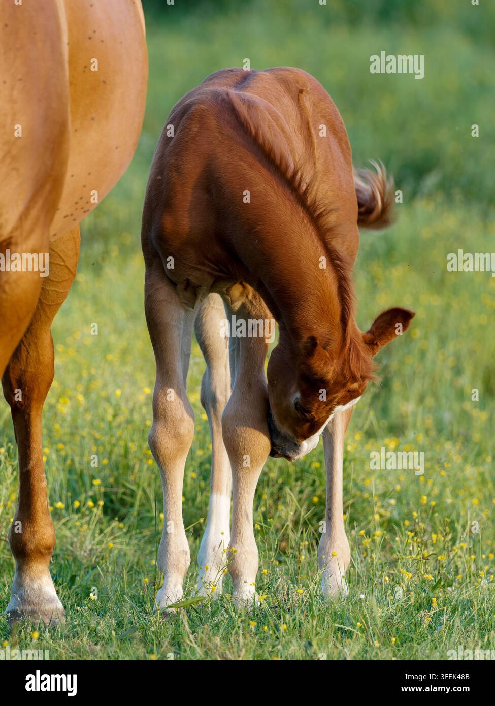 Ein Fohlen schnuppert eines seiner Beine neben seiner Mutterstute auf einer Wiese in Rosnay. Stockfoto
