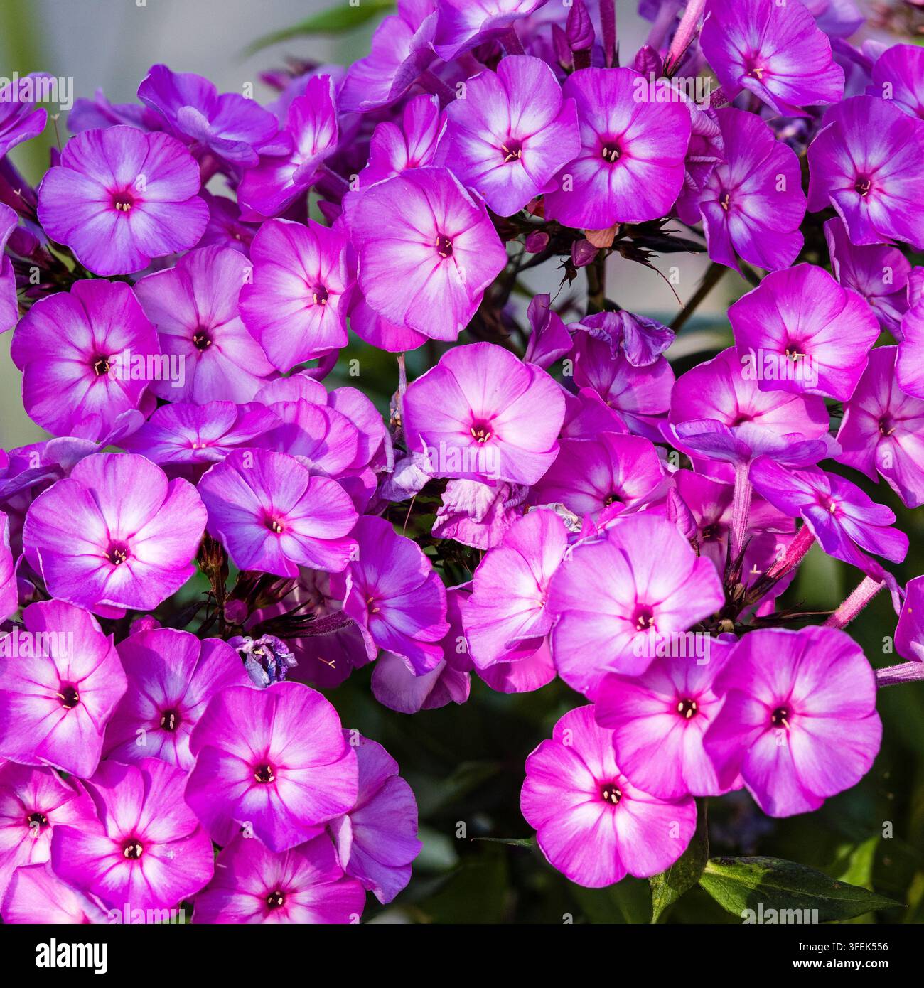 Sommerblumen der robusten, duftenden, zwergwüchsigen Randstaude Phlox paniculata 'Famous Light Purple' Stockfoto