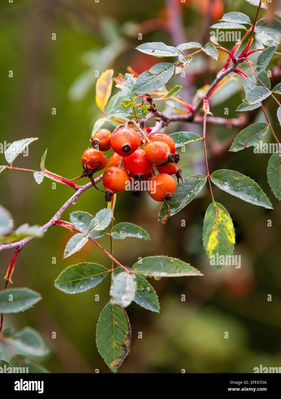 Spätsommerrote Hagebutten zwischen dem silbrigen Laub der robusten Rosenart Rosa glauca Stockfoto