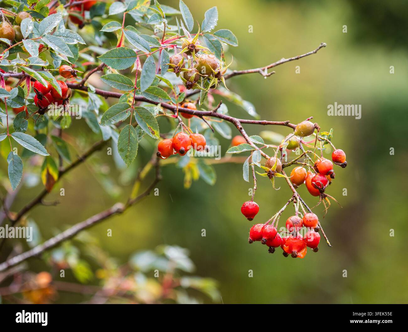 Spätsommerrote Hagebutten zwischen dem silbrigen Laub der robusten Rosenart Rosa glauca Stockfoto