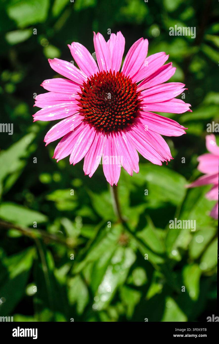 Eine nasse und glänzende Echinacea-Blüte (Purpur-Sonnenhut) im hellen Sonnenlicht nach dem Regen mit ihrem Laub im Hintergrund. Stockfoto