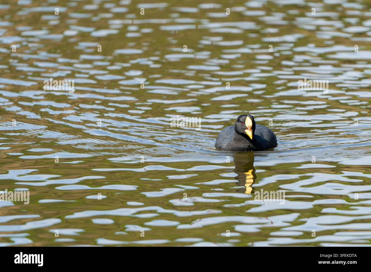 Vorderansicht eines rotbänderigen Blässhuhns (Fulica armillata) mit gelbem Schnabel und roten Augen, das in welligem grünem Seewasser schwimmt Stockfoto
