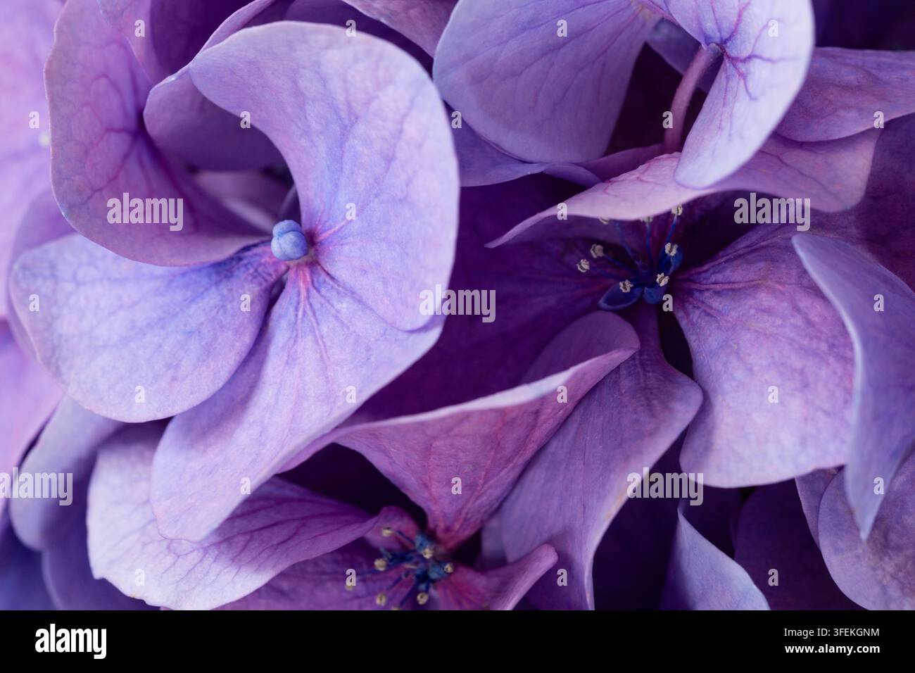Makro-Nahaufnahme von blühenden lila Hortensienblüten. Eleganter floraler Hintergrund in violetten Pastelltönen. Stockfoto