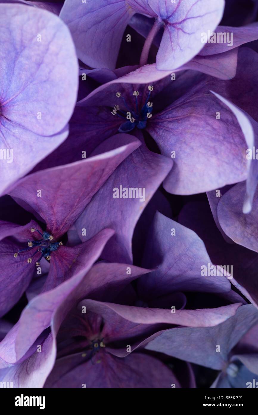 Makro-Nahaufnahme von blühenden lila Hortensienblüten. Eleganter floraler Hintergrund in violetten Pastelltönen. Stockfoto