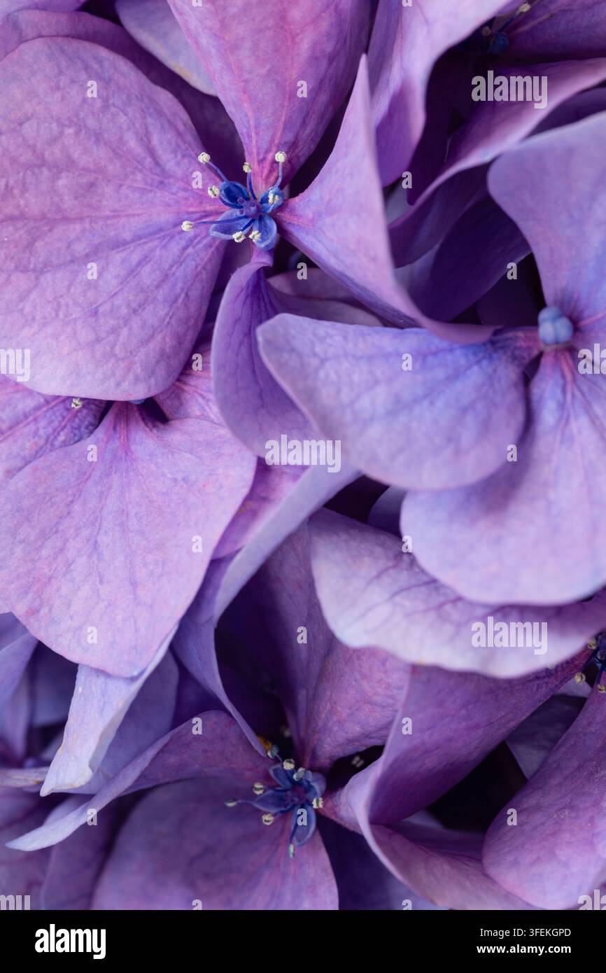 Makro-Nahaufnahme von blühenden lila Hortensienblüten. Eleganter floraler Hintergrund in violetten Pastelltönen. Stockfoto
