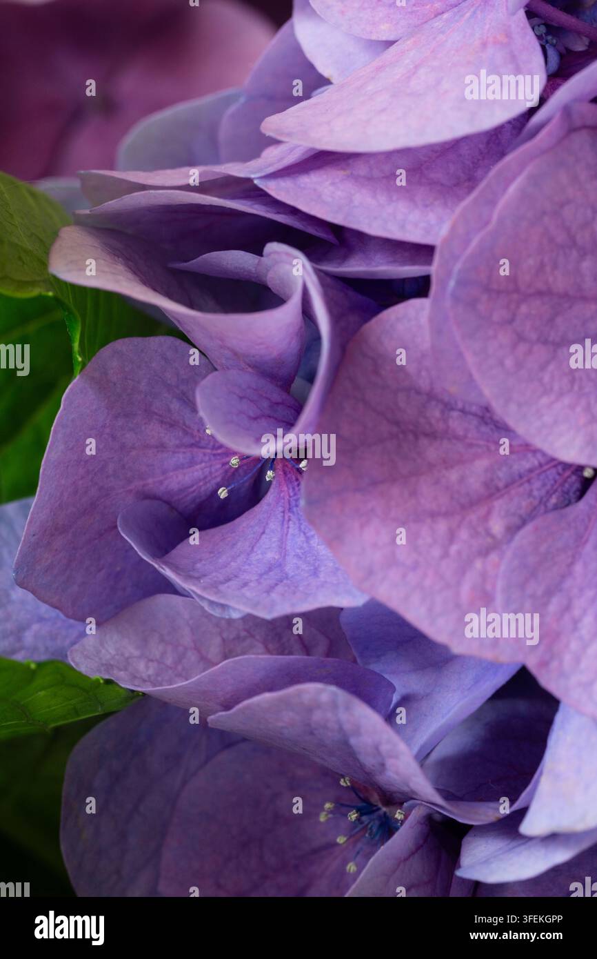 Makro-Nahaufnahme von blühenden lila Hortensienblüten. Eleganter floraler Hintergrund in violetten Pastelltönen. Stockfoto