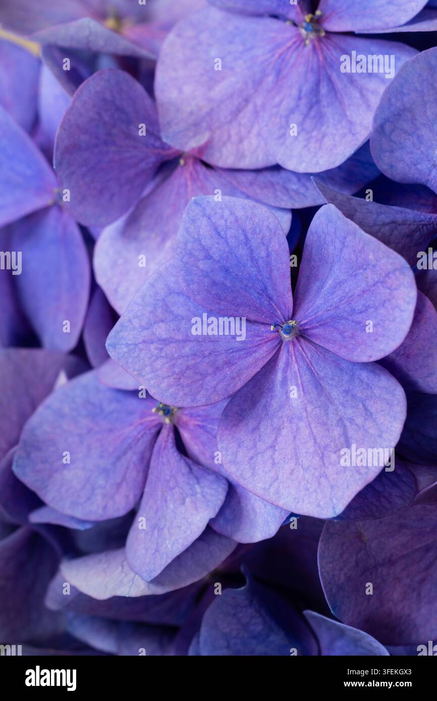 Makro-Nahaufnahme von blühenden lila Hortensienblüten. Eleganter floraler Hintergrund in violetten Pastelltönen. Stockfoto