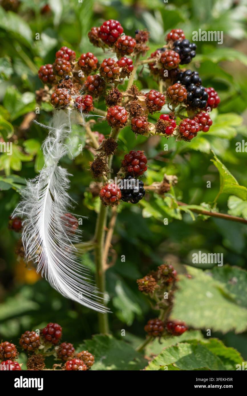 Eine zarte weiße Vogelfeder, die an einer wilden Brombeerhecke voller reifender Früchte hängen blieb Stockfoto