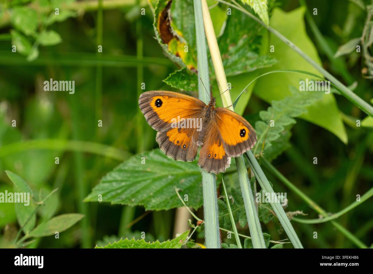 Weiblicher Gatekeeper-Schmetterling (Pyronia tithonus) sonnt sich mit offenen Flügeln auf einem grünen Pflanzenstängel Stockfoto