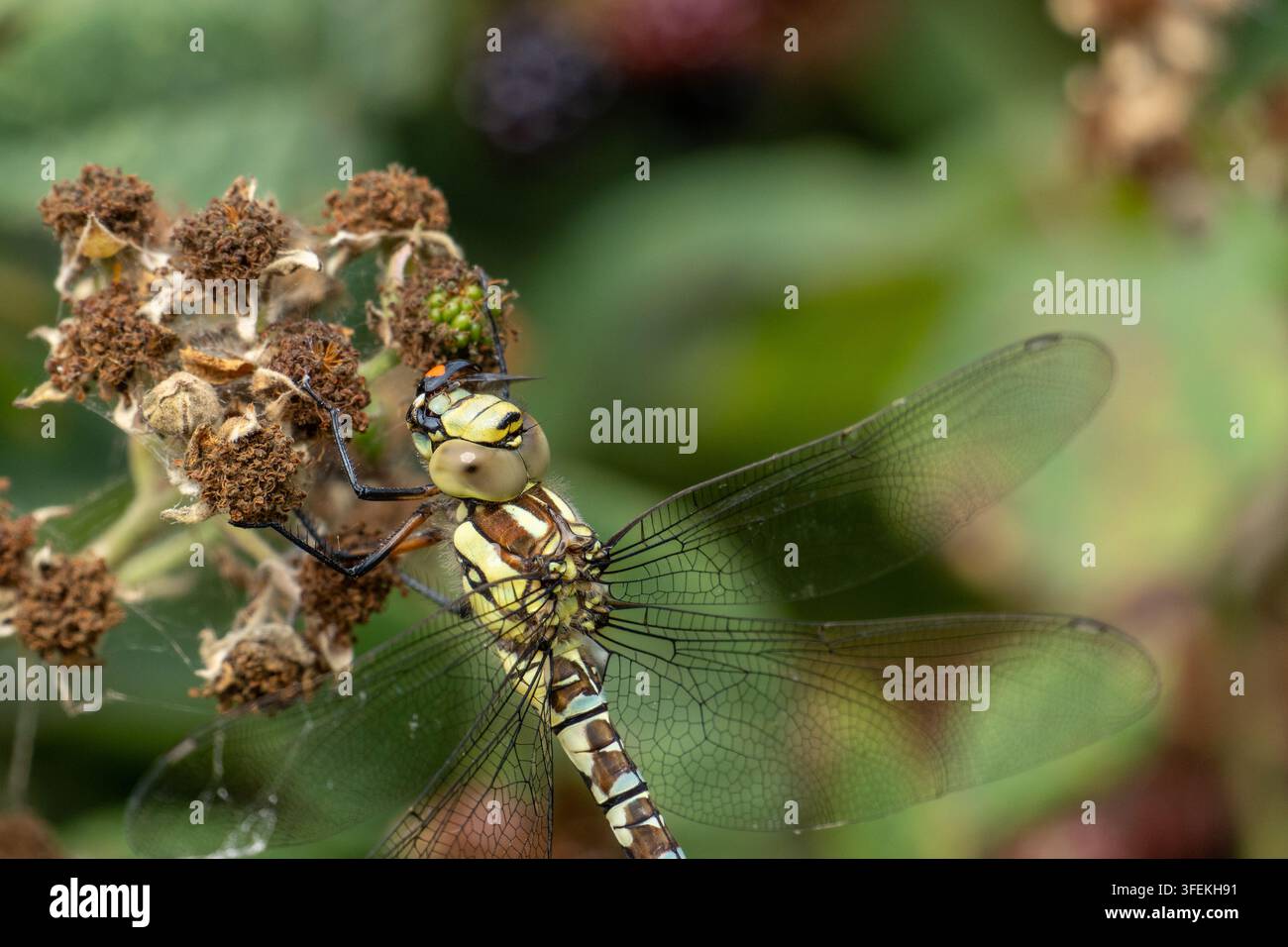 Weibliche Wanderlibelle (Aeshna mixta) ruht auf einem Brombeerzweig und frisst eine Marienkäferin Stockfoto