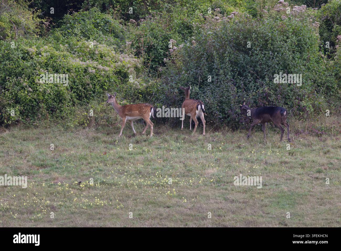 Reh mit geschecktem braun-weißem Fell und ein Sika-Hirschrüde mit dunkelbraunem und schwarzem Fell sowie stämmigen, kegelförmigen Geweihen in einem fernen Feld bei Bäumen Stockfoto