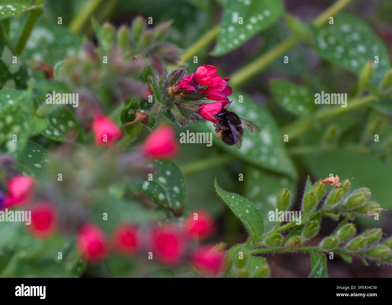 Eine weibliche haarfüßige Blumenbiene (Anthophora plumipes), die an einer rötlich-rosa Lungenkrautblüte (Pulmonaria) füttert Stockfoto