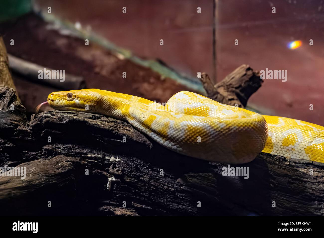Albino-Birmanische Python (Python bivittatus) ruht auf einem verwitterten Baumstamm und zeigt ihre charakteristische gelbe und weiße Färbung. Stockfoto
