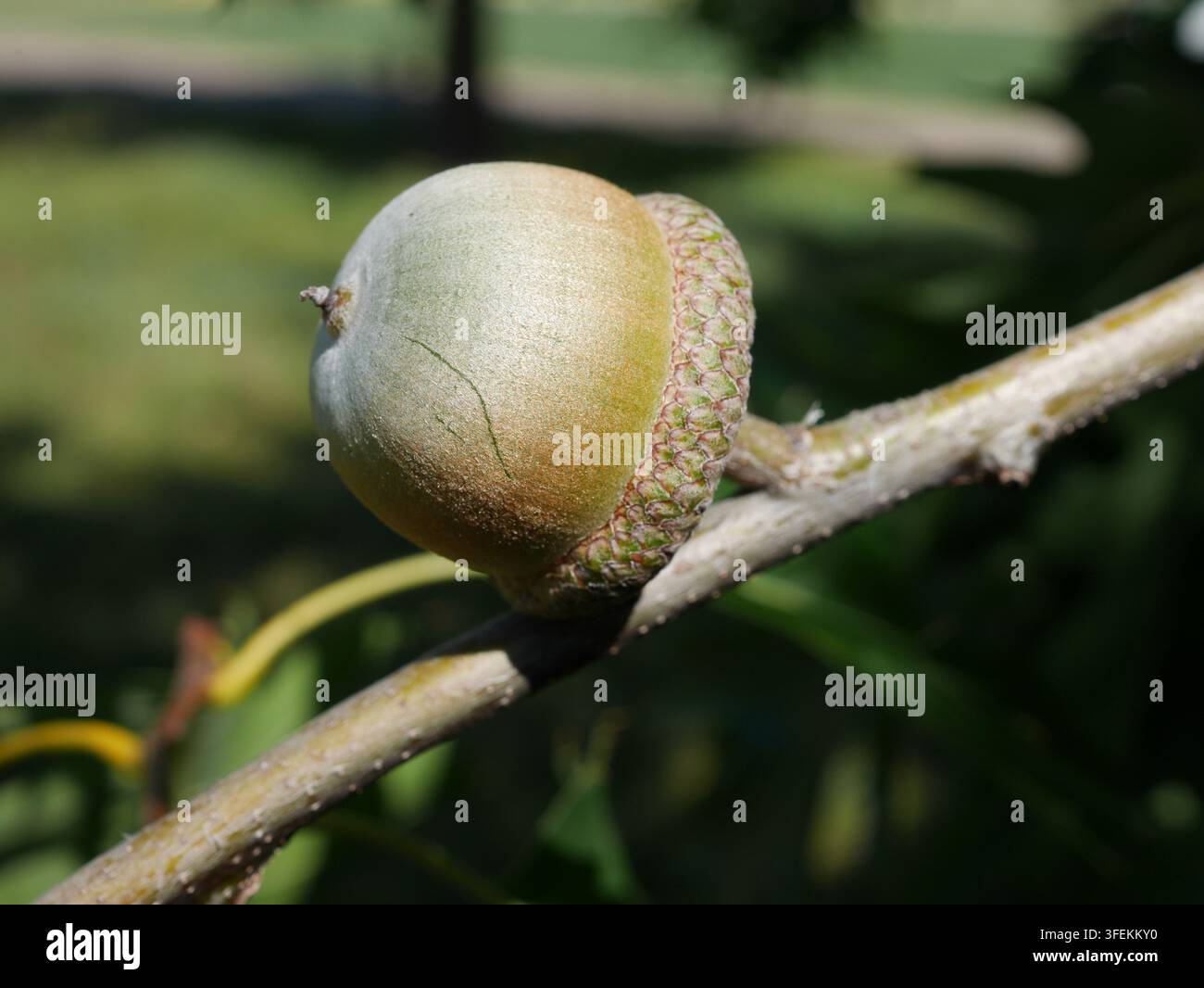 Nahaufnahme einer unreifen Eichel der Rotbuche (Quercus rubra) in Colorado Stockfoto