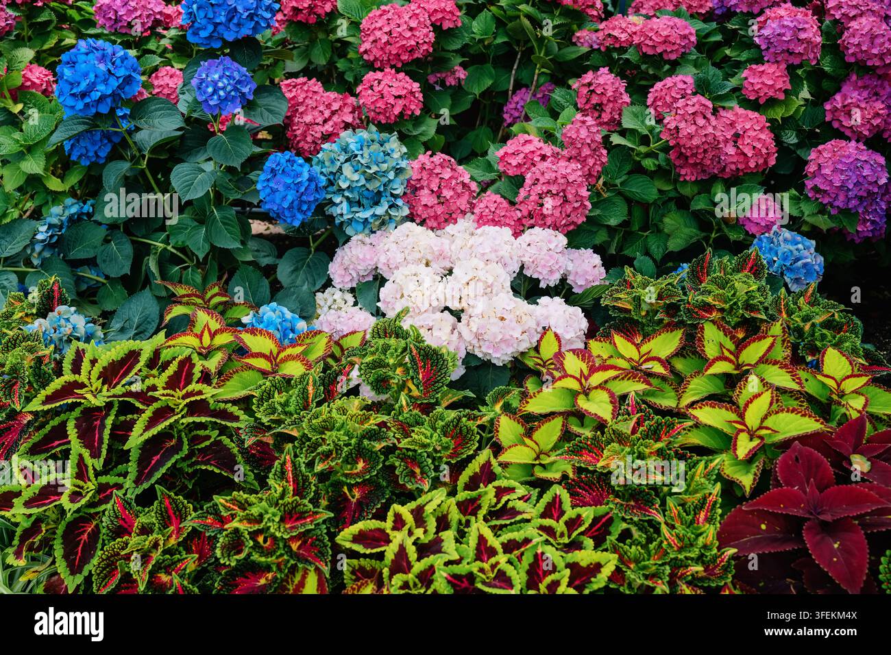Hydrangeenblüten, die in einem farbenfrohen Garten blühen Stockfoto