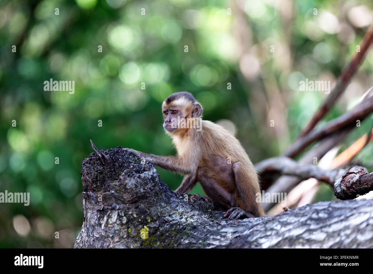 Ein neugieriger Kapuzineraffe mit Büschelhaube sitzt auf einem Ast in einem dichten Flussuferwald entlang des Preguicas-Flusses in Maranhao, Brasilien. Stockfoto