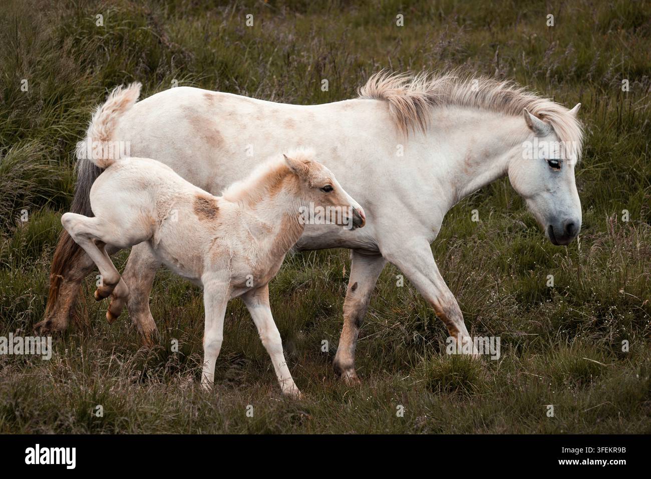 Isländisches Pferd mit seinem Fohlen – Equus ferus caballus Stockfoto