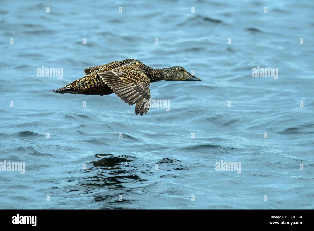 Weibliche Eiderente - Somateria mollissima Stockfoto