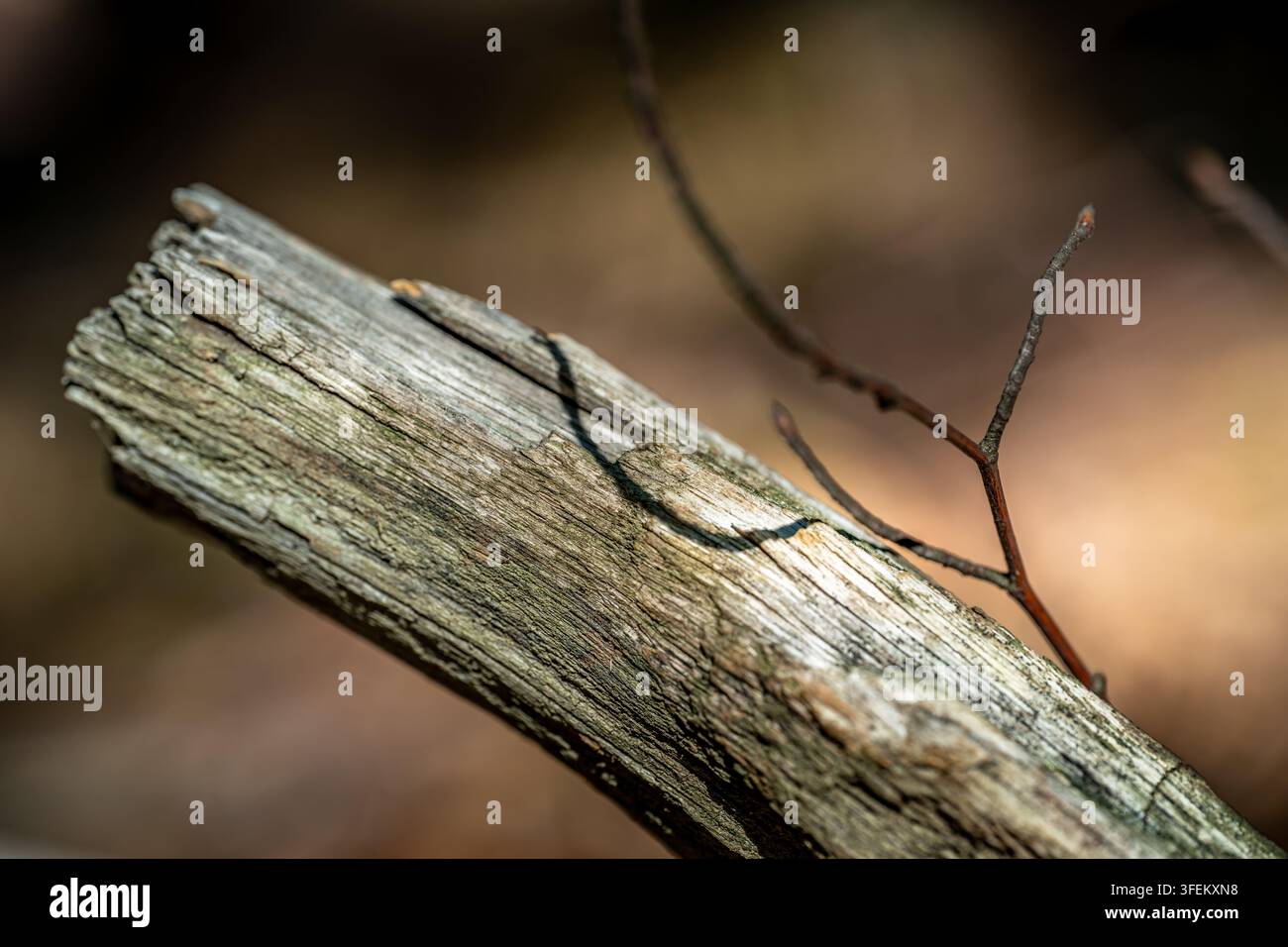 Eine Nahaufnahme eines verwitterten, verfallenden Baumstamms und eines zarten Zweiges. Dieses Bild betont die rohen Texturen der Natur und veranschaulicht den fortlaufenden Zyklus des Wachstums Stockfoto