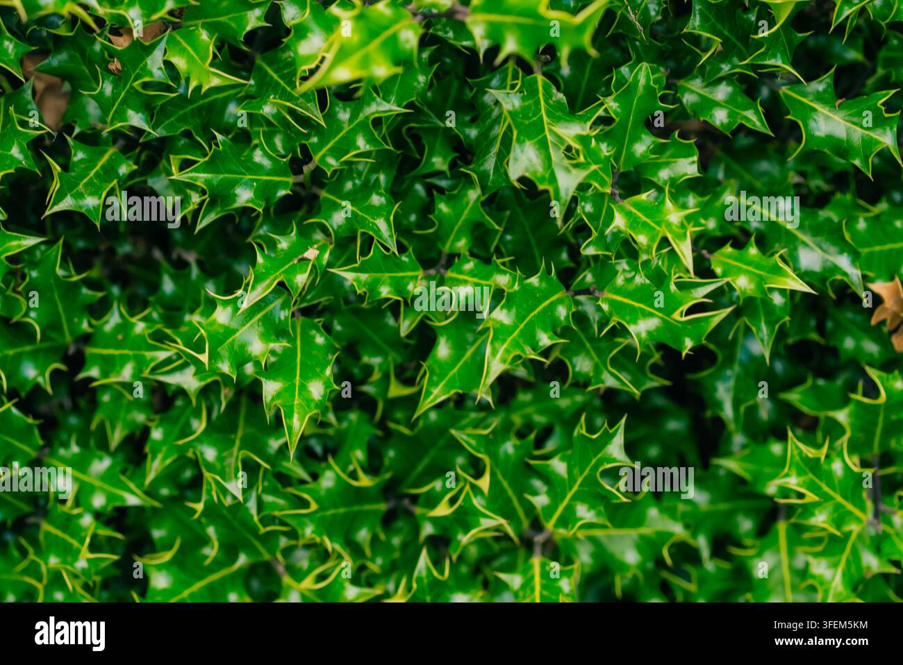 Dichtes, stacheliges immergrünes Laub, das Holunder oder Holly-Olive ähnelt, mit glänzenden dunkelgrünen Blättern - 4. September 2026. Hochwertiges Foto Stockfoto