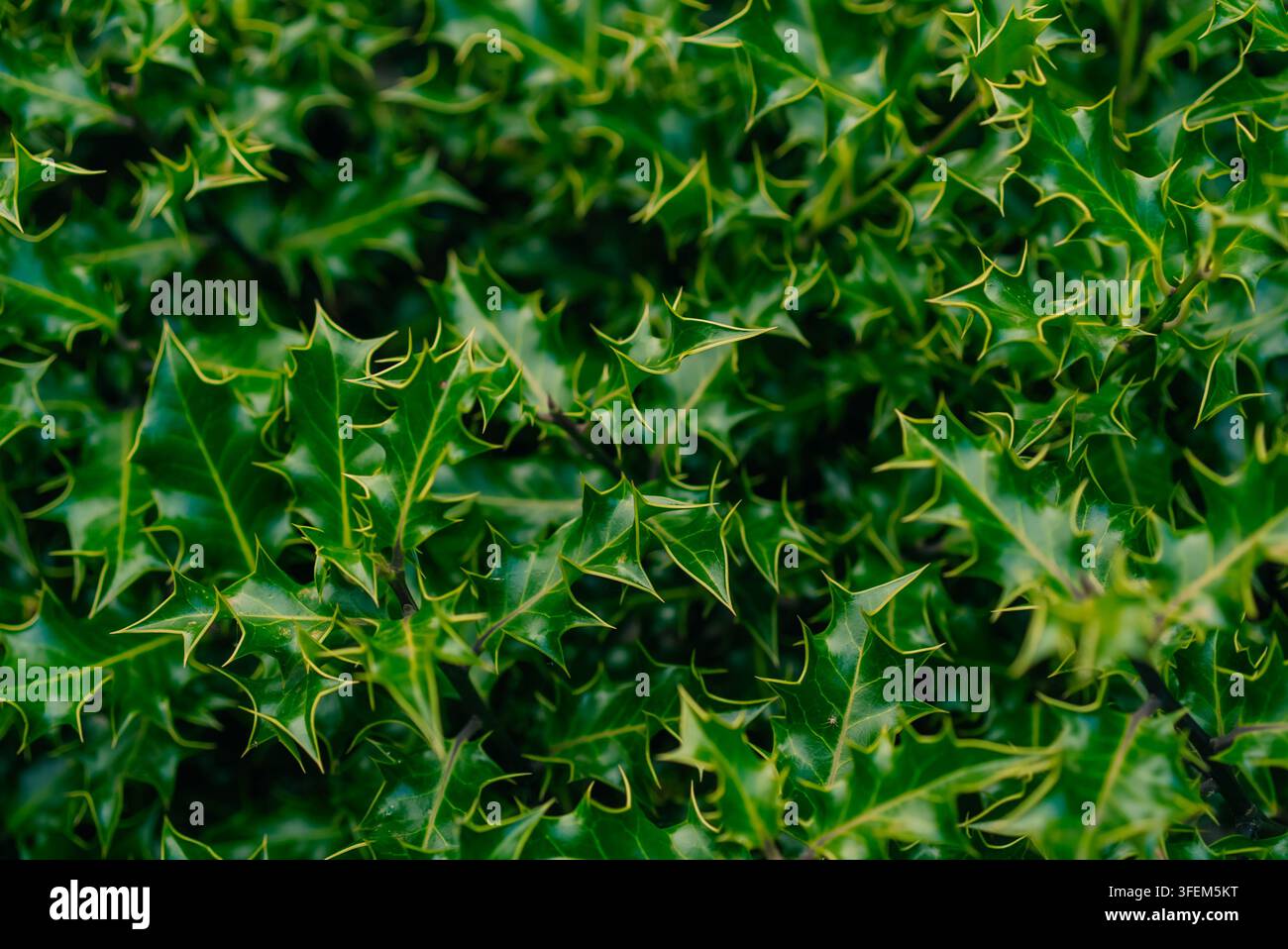 Dichtes, stacheliges immergrünes Laub, das Holunder oder Holly-Olive ähnelt, mit glänzenden dunkelgrünen Blättern - 4. September 2026. Hochwertiges Foto Stockfoto