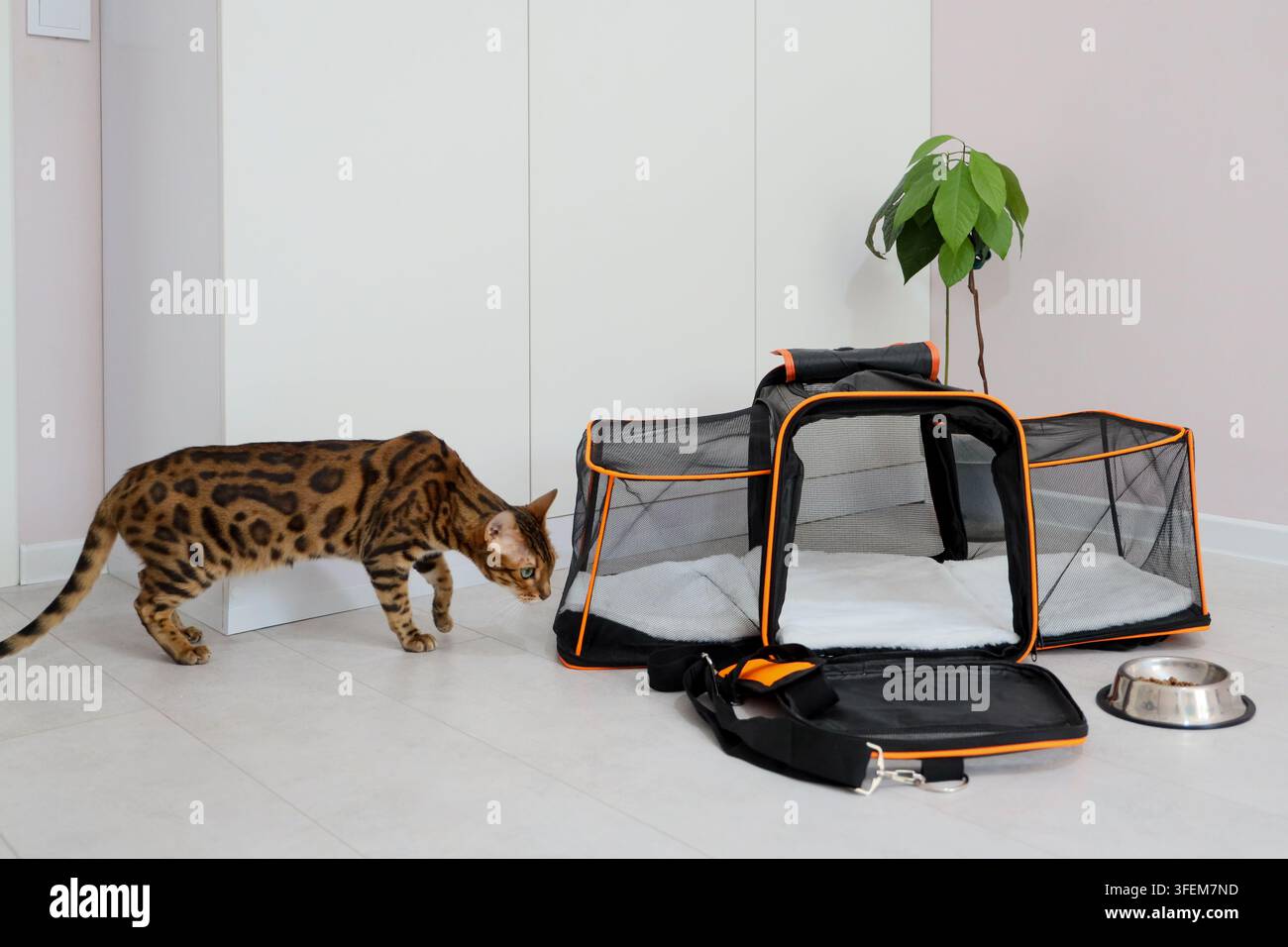 Neugierige Bengalkatze schnüffelt an offenem Haustier-Tragekorb auf hellem Boden in hellem minimalistischem Raum, mit Futterschüssel, gefaltetem Gurt und Zimmerpflanze in der Nähe, was darauf hindeutet Stockfoto