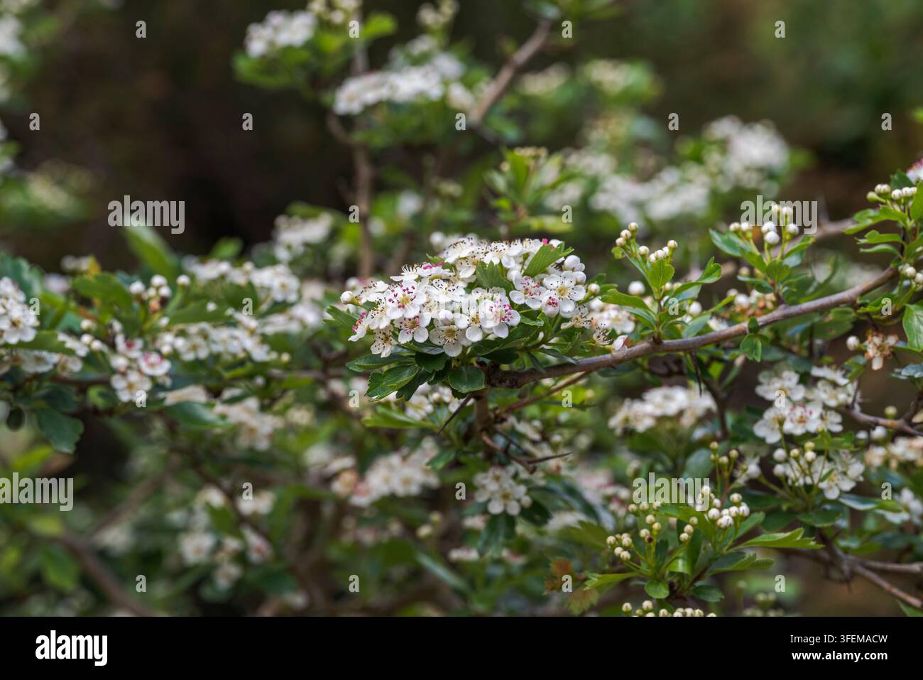 Blühende Äste von Weißdorn, Crataegus monogyna, in einem mediterranen Wald im Naturpark Los Alcornocales, Cadiz, Spanien Stockfoto