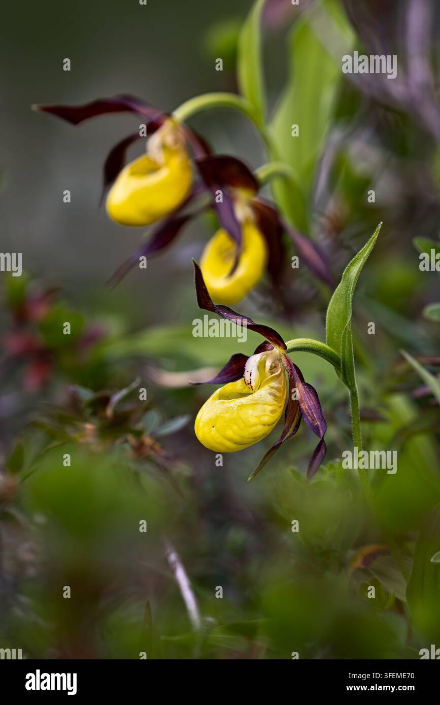Drei seltene Frauenschuh-Orchideen (Cypripedium calceolus) blühen in einem Bergwald in den italienischen Alpen Stockfoto