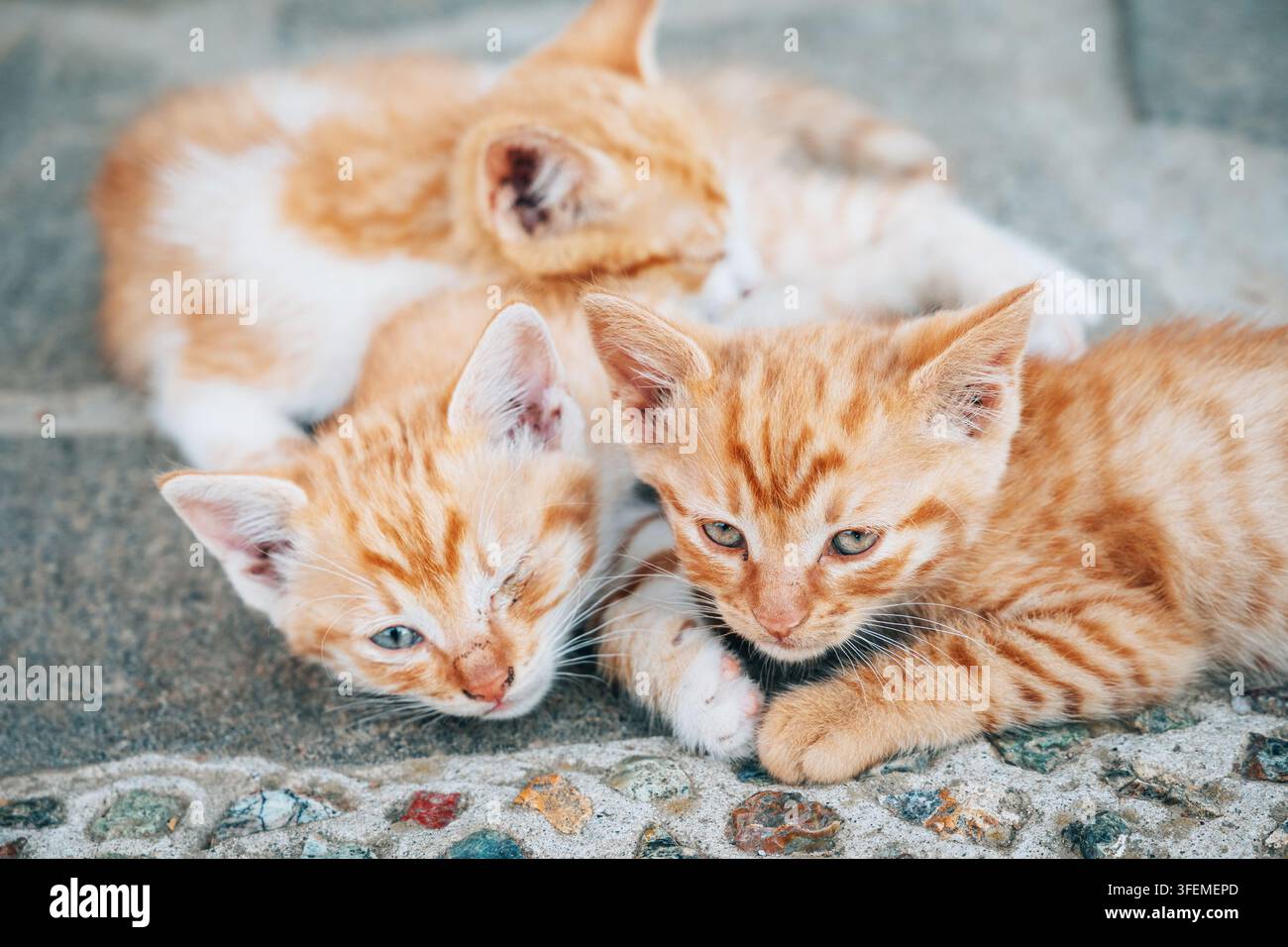 Drei orangefarbene getigerte Kätzchen ruhen zusammen auf einer Pflasteroberfläche im Freien. Stockfoto
