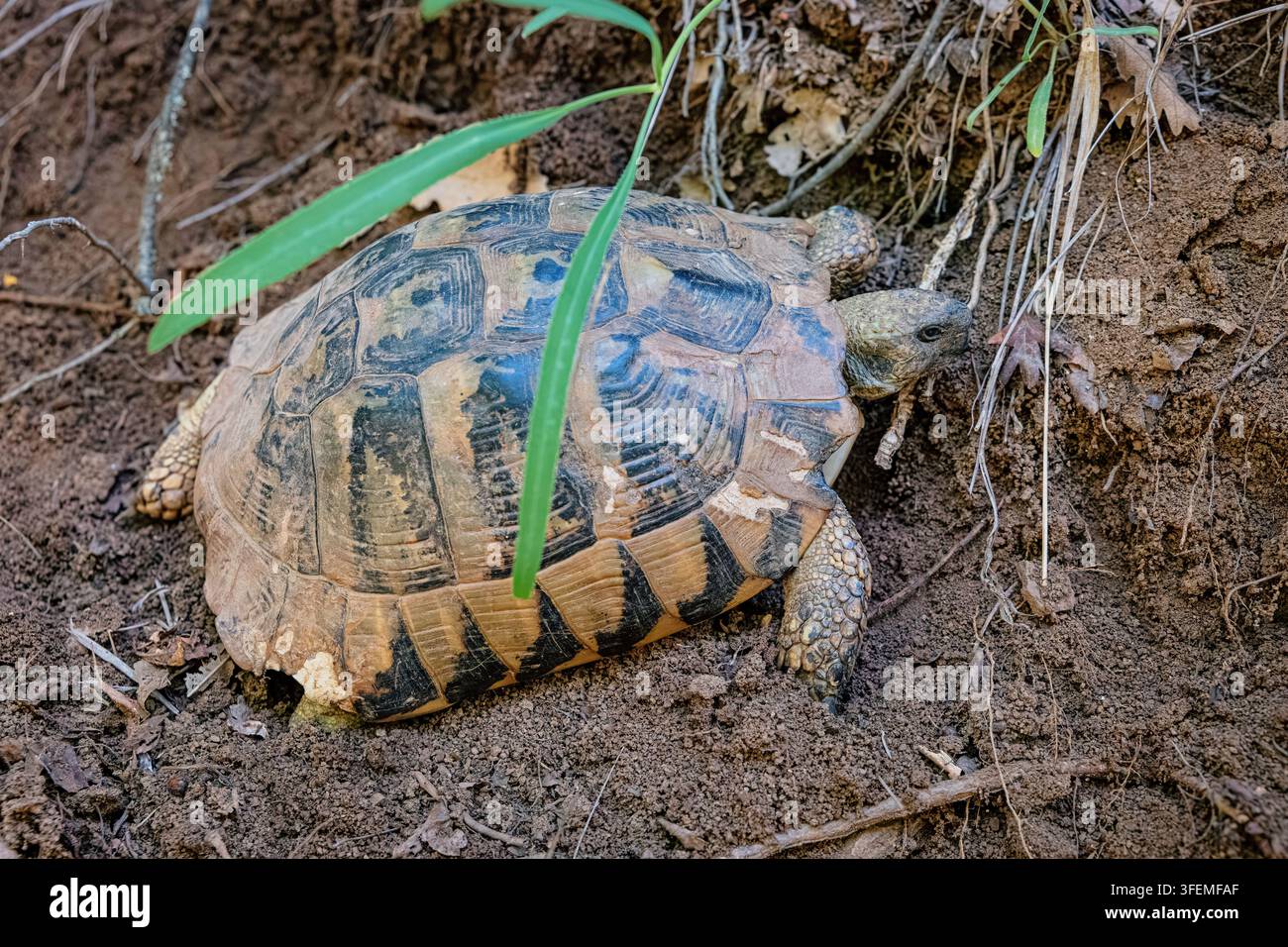 Komplex gemusterte Schale und schuppige Haut einer wilden Hermannslandschildkröte, die über trockenen sandigen Boden zwischen Laub kriecht. Stockfoto