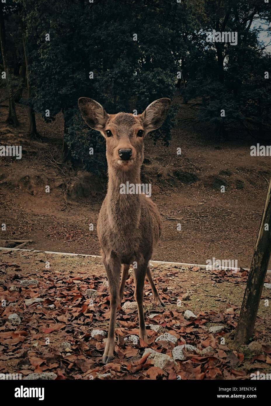 Schönes Sikahirsch im Park von Nara Stockfoto