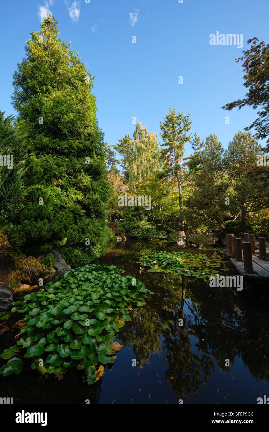 Ruhige Ansicht von Plänen und Teich, Wasserspiel. Im traditionellen japanischen, asiatischen Gartenteil der Königlichen Botanischen Gärten von Tasmanien in Hobart. Stockfoto