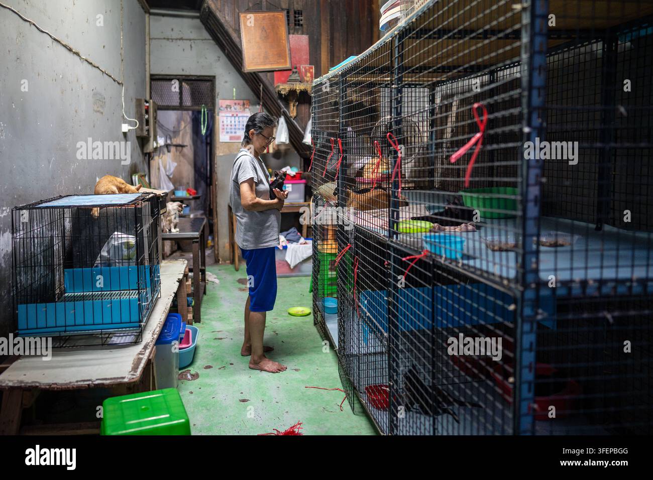 Thailändische Frau, die sich in ihrem Tierheim in Bangkok, Thailand, um eine gerettete streunende Katze kümmert. Stockfoto