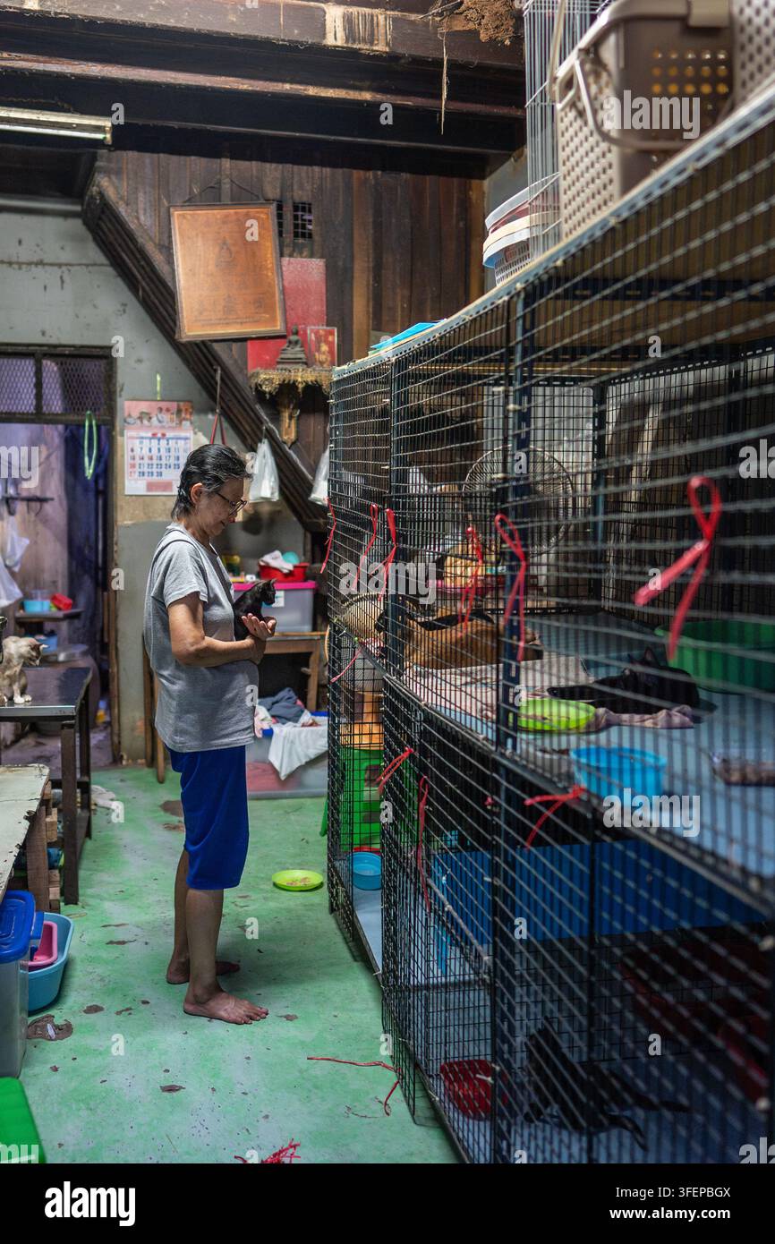 Thailändische Frau, die sich in ihrem Tierheim in Bangkok, Thailand, um eine gerettete streunende Katze kümmert. Stockfoto