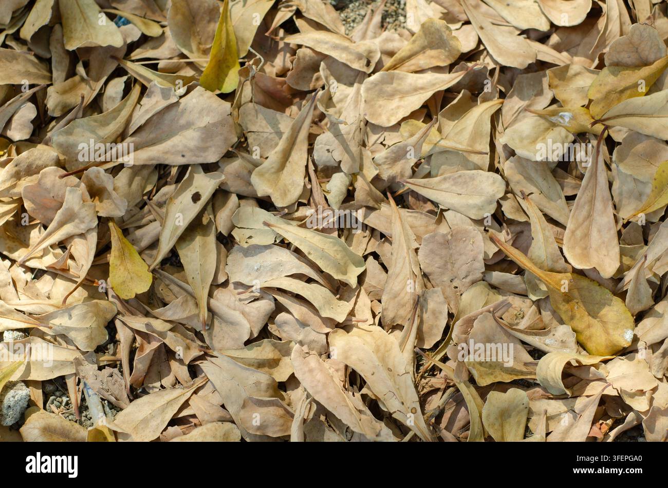Trockene Blätter bedecken den Boden in der Herbstsaison Stockfoto