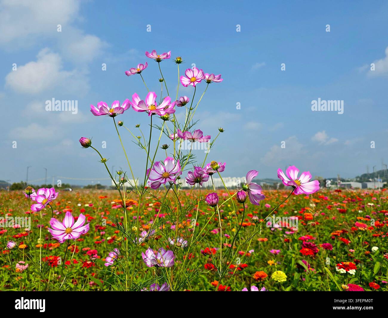 Cosmosblüten, die in einem farbenfrohen Herbstblumenfeld blühen Stockfoto