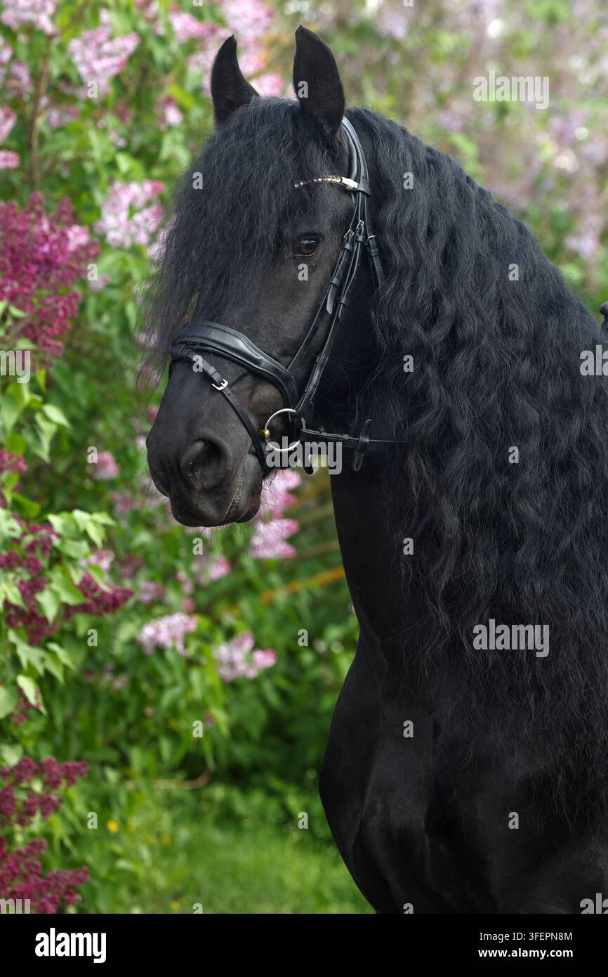 Friesisches Pferd vor dem Hintergrund eines blühenden Flieder Gartens Stockfoto