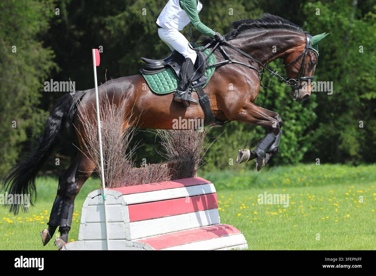 Sportliches Portrait: Pferd springt über das Schwellenhindernis Stockfoto