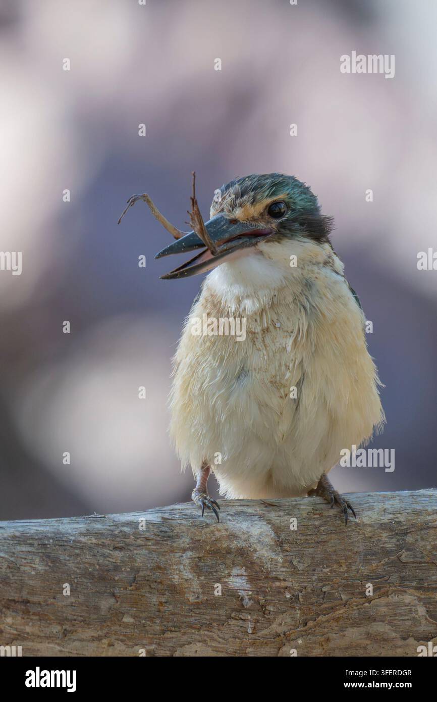 Heiliger Eisvogel (Todiramphus sanctus) frisst einen Frosch, O'Briens Creek, Mount Pleasant, Queensland, QLD, Australien Stockfoto