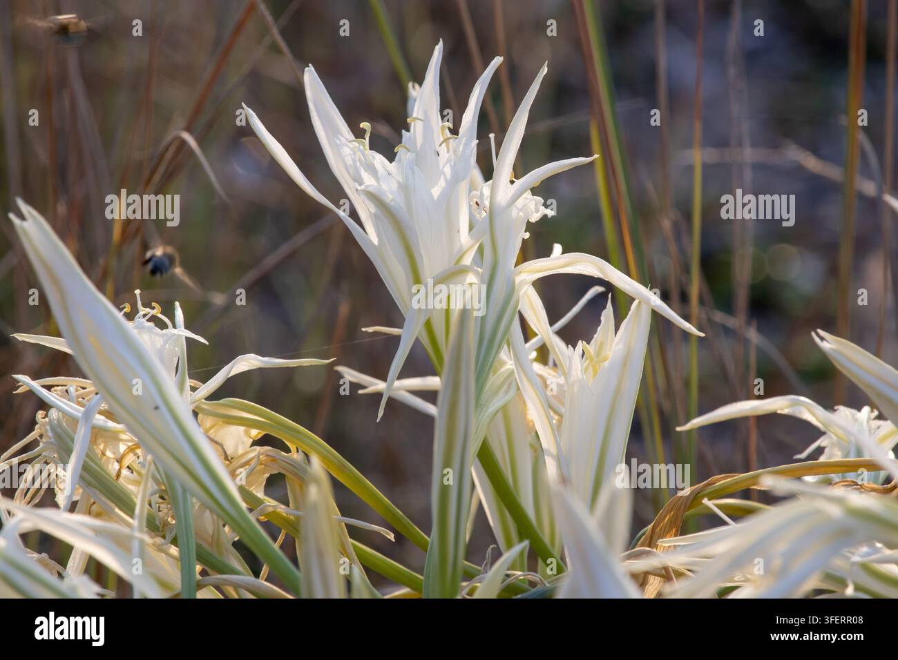 Karsiyaka Strand. Meeres Narzisse (Pancratium maritimum) blüht in natürlicher Dünenvegetation, von warmem Goldlicht der goldenen Stunde hinterleuchtet Stockfoto