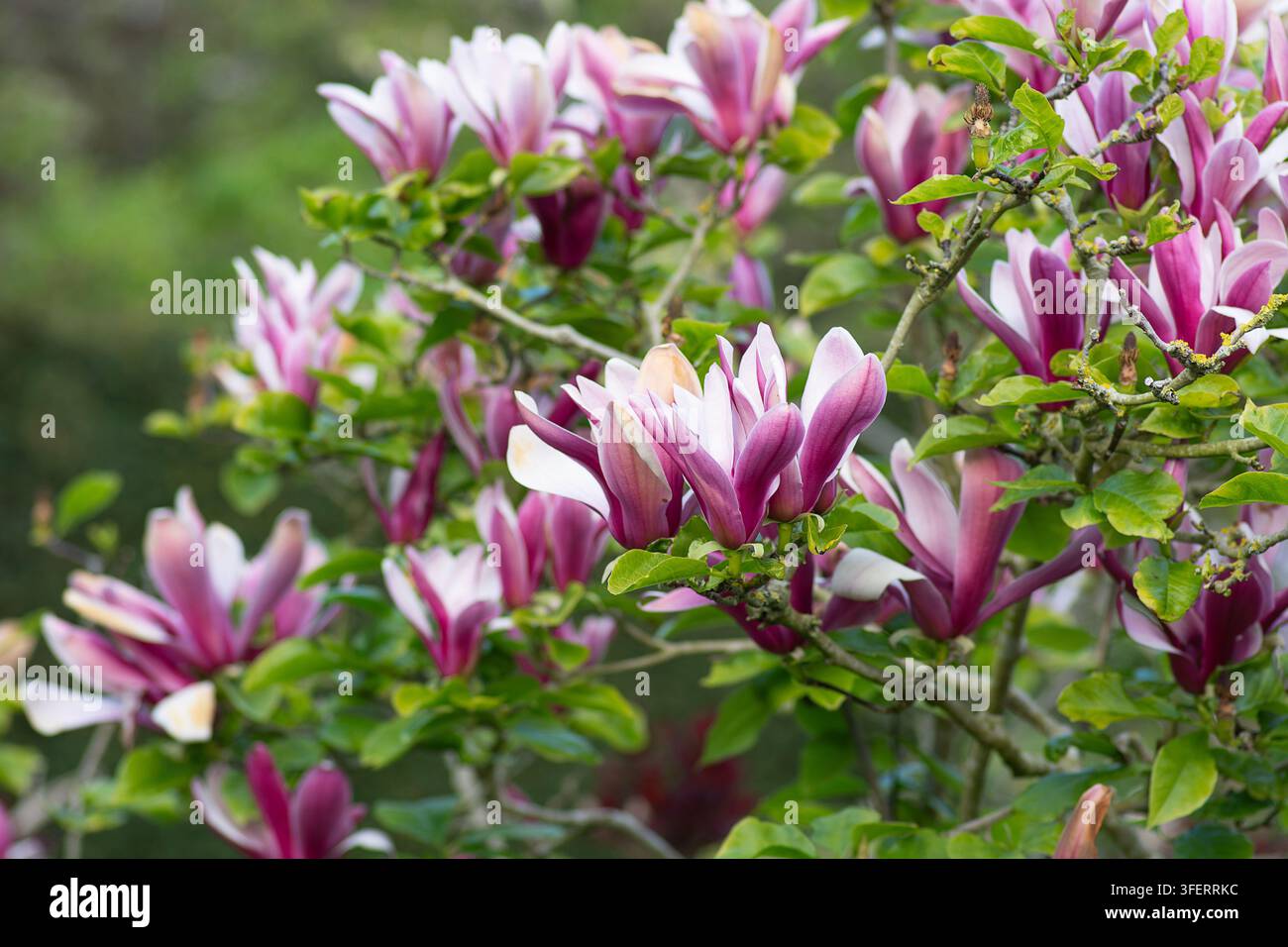 Teller-Magnolie, Magnolia × soulangeana, Magnolia liliiflora 'Nigra', frühlingsblühende Sträucher, London Stockfoto