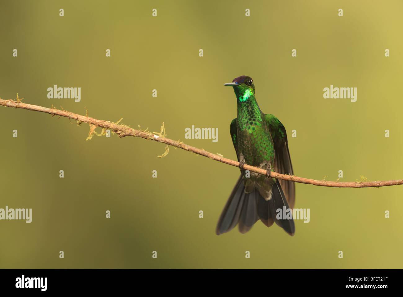 Der Violettstirn-Brillant (Heliodoxa leadbeateri sagitta) ist eine Art von Kolibri in den „Brillanten“, Tribus Heliantheini in der Unterfamilie Lesbiina Stockfoto