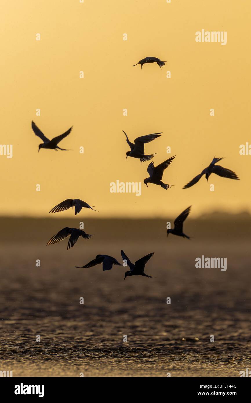 Möwe (Sterna hirundo) im Flug, fotografiert vor dem goldenen Abendhimmel, gefunden im Buir See (Buir Nuur) im Dornod Aimag in der Mongolei Stockfoto