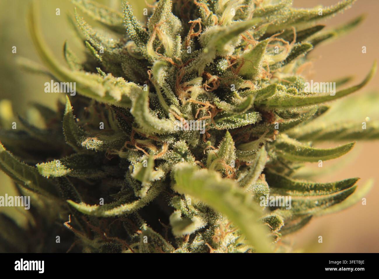 Makroaufnahme einer Pflanze, die kunstvolle Details und Trichome in einer Innenumgebung zeigt, Ein völlig legaler Marihuana-Betrieb in Nordkalifornien. USA Stockfoto