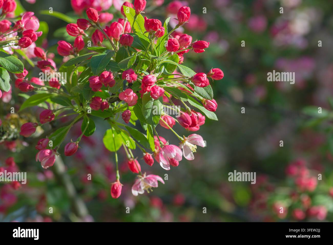 Nahaufnahme einer Holzapfelblüte, Malus sylvestris, Apfelbaum. Stockfoto