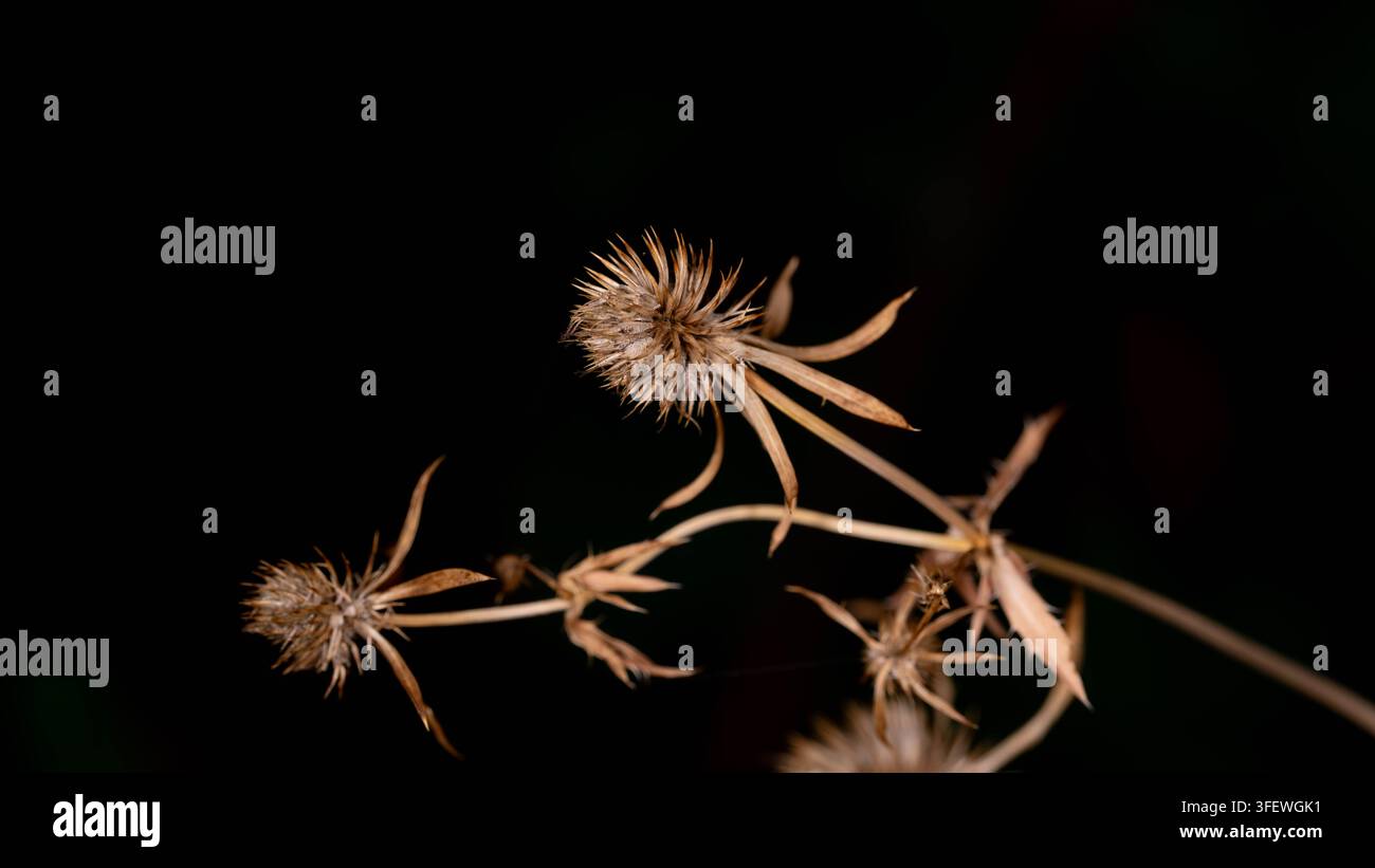 Foto eines verwitterten Blattes zwischen Moos und natürlichen Texturen, das die Schönheit der Unvollkommenheit und des saisonalen Wandels zeigt, inspiriert von der Wabi-Sabi-Ästhetik Stockfoto