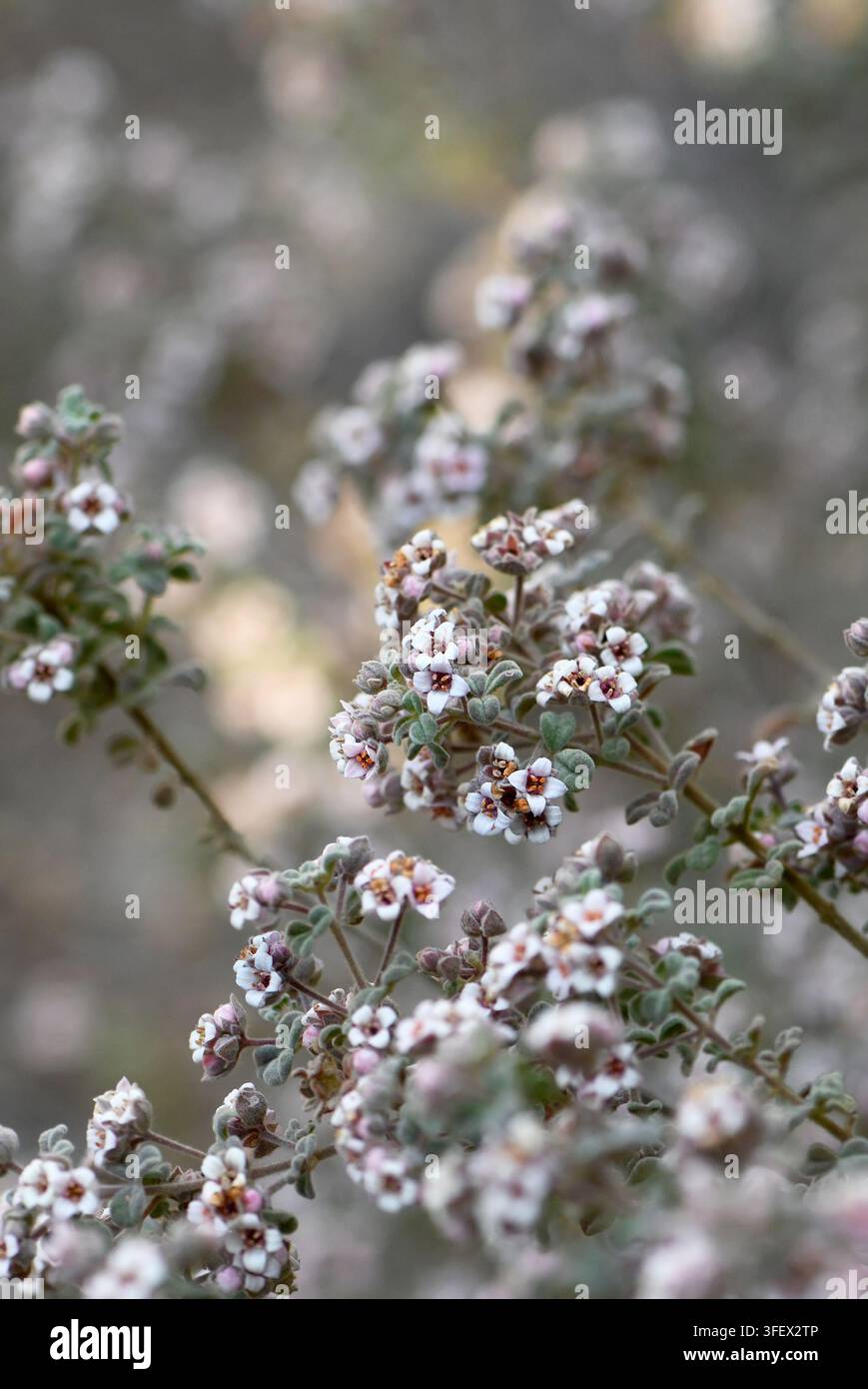 Rosa-weiße Blüten und graue Samtblätter der australischen einheimischen Bomaderry Zieria, Zieria baeuerlenii, Familie Rutaceae. Gefährdete Art Stockfoto