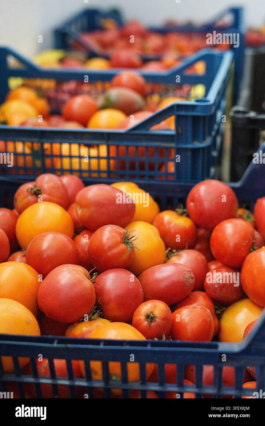 Frische verschiedene reife Tomaten in verschiedenen Farben Stockfoto