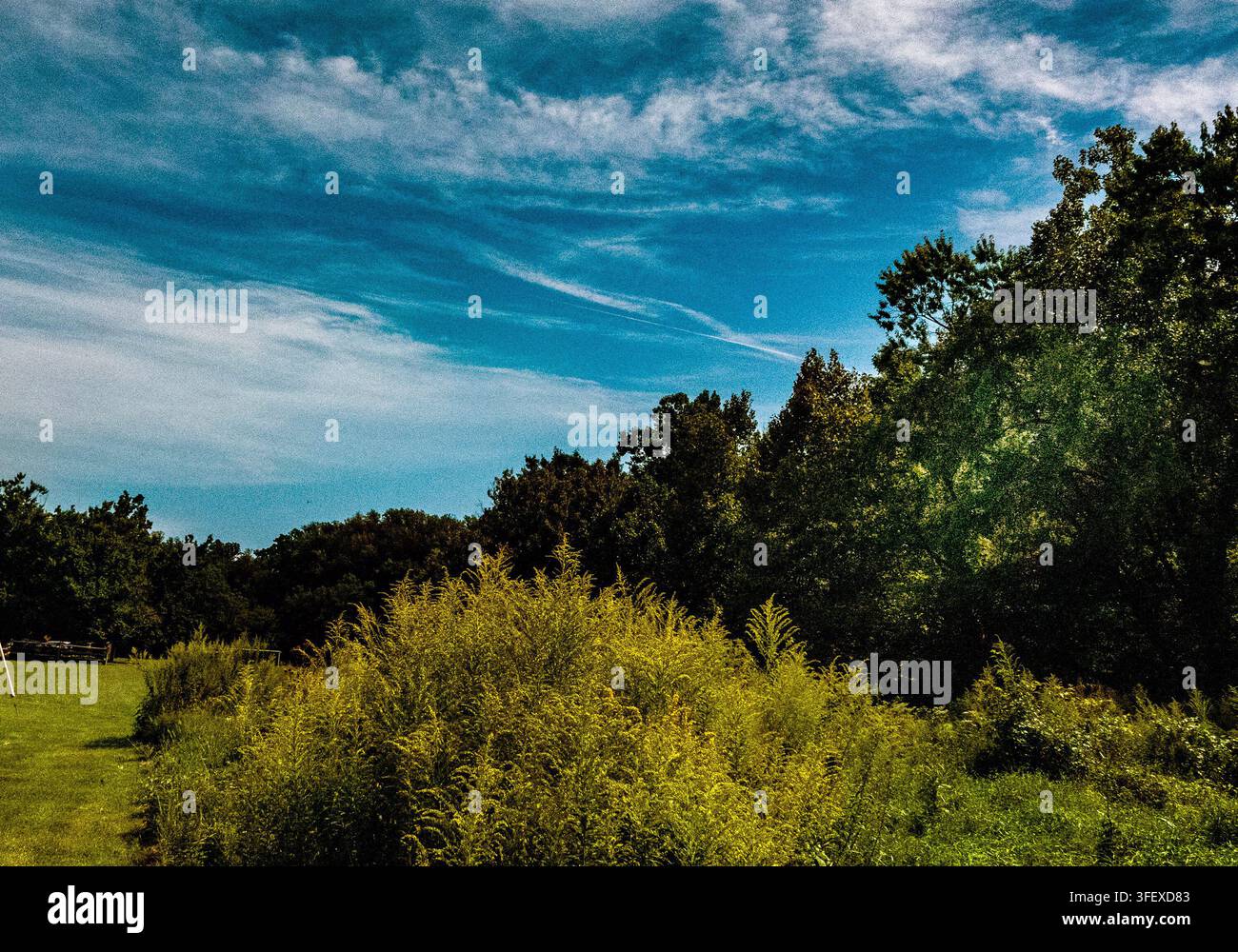 ein üppiger Wiesenrand mit gelben Wildblumen und einer dichten Baumreihe unter einem strahlend blauen Himmel. Stockfoto